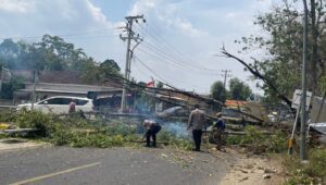 Satlantas Polres Pesawaran Evakuasi Pohon Tumbang Depan Gerbang Tol Tegineneng