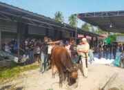 Perdana, Masjid Asmaul Husna Desa Bernung Potong 10 Hewan Kurban