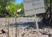 Sinergi Mahasiswa UBL dan Pemkab Pesawaran Jaga Ekosistem Pesisir Lewat Aksi Tanam Mangrove