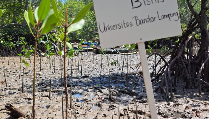 Sinergi Mahasiswa UBL dan Pemkab Pesawaran Jaga Ekosistem Pesisir Lewat Aksi Tanam Mangrove
