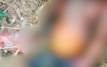Mayat Tanpa Identitas Ditemukan di Areal Perkebunan Karet PTPN Way Berulu, Polisi Lakukan Penyelidikan