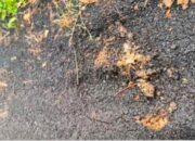 Warga Pandansari Keluhkan Proyek Jalan PUPR Pringsewu Yang Mengalami Kerusakan dalam Waktu Singkat.