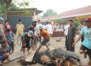 Polres Pasuruan Salurkan 16 Sapi dan 57 Kambing Kurban untuk Masyarakat di Hari Idul Adha