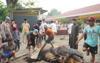 Polres Pasuruan Salurkan 16 Sapi dan 57 Kambing Kurban untuk Masyarakat di Hari Idul Adha
