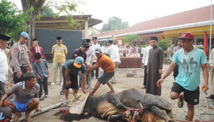 Polres Pasuruan Salurkan 16 Sapi dan 57 Kambing Kurban untuk Masyarakat di Hari Idul Adha
