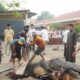 Polres Pasuruan Salurkan 16 Sapi dan 57 Kambing Kurban untuk Masyarakat di Hari Idul Adha