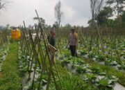 Polisi Turun ke Lahan, Pantau Perkembangan Kubis di Desa Gendro