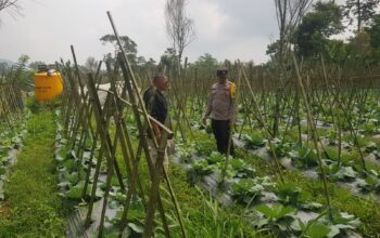Polisi Turun ke Lahan, Pantau Perkembangan Kubis di Desa Gendro