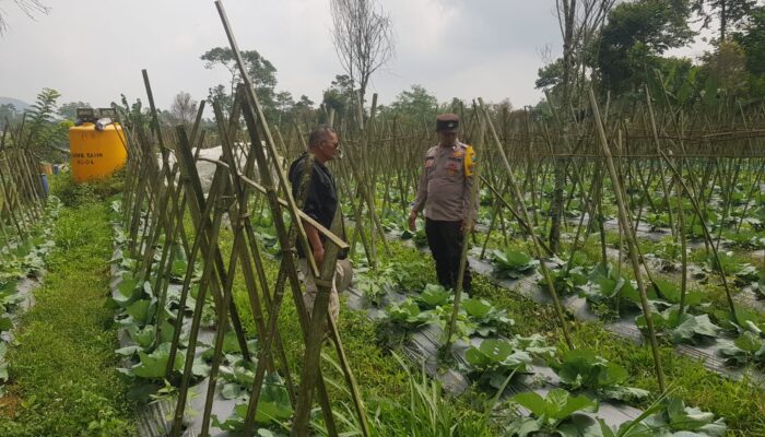 Polisi Turun ke Lahan, Pantau Perkembangan Kubis di Desa Gendro