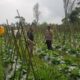 Polisi Turun ke Lahan, Pantau Perkembangan Kubis di Desa Gendro
