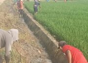 Panen Terancam Gagal, Hama Tikus Serang 100 Hektare Sawah di Desa Karang Rejo