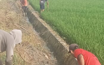 Panen Terancam Gagal, Hama Tikus Serang 100 Hektare Sawah di Desa Karang Rejo