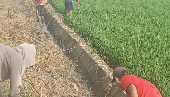 Panen Terancam Gagal, Hama Tikus Serang 100 Hektare Sawah di Desa Karang Rejo