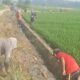 Panen Terancam Gagal, Hama Tikus Serang 100 Hektare Sawah di Desa Karang Rejo