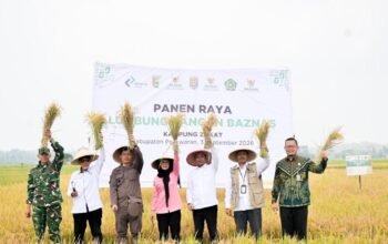 Dari 60 Hektare Sawah, Lumbung Pangan BAZNAS Pesawaran Berpotensi Hasilkan Rp1,3 Miliar