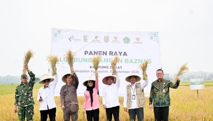 Dari 60 Hektare Sawah, Lumbung Pangan BAZNAS Pesawaran Berpotensi Hasilkan Rp1,3 Miliar