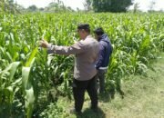 Bhabinkamtibmas Polsek Sukorejo Dampingi Petani, Pastikan Pertumbuhan Jagung Optimal Dukung Ketahanan Pangan