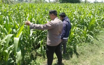 Bhabinkamtibmas Polsek Sukorejo Dampingi Petani, Pastikan Pertumbuhan Jagung Optimal Dukung Ketahanan Pangan