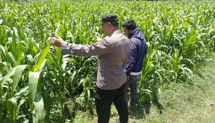 Bhabinkamtibmas Polsek Sukorejo Dampingi Petani, Pastikan Pertumbuhan Jagung Optimal Dukung Ketahanan Pangan