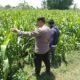Bhabinkamtibmas Polsek Sukorejo Dampingi Petani, Pastikan Pertumbuhan Jagung Optimal Dukung Ketahanan Pangan